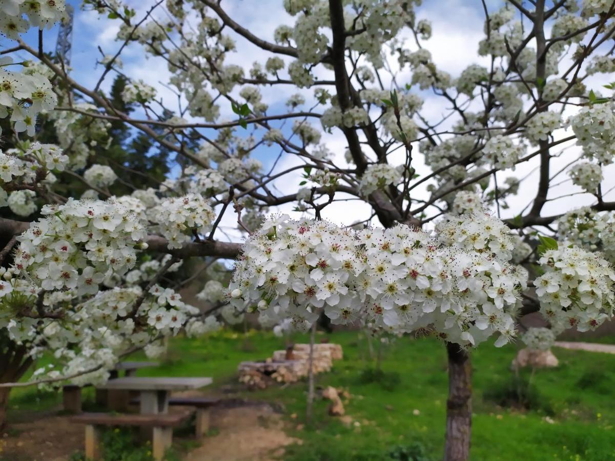 Cozy Garden Appartement Jeruzalem Buitenkant foto